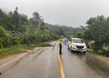 Pohon Tumbang dan Kabel Terjuntai, Satlantas Polres Morowali Gerak Cepat Amankan TKP