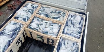 Rompon CSR Tingkatkan Hasil Tangkapan, Nelayan Tangkian Panen Setengah Ton Ikan